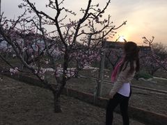 -田园东方蜜桃村的田野营地