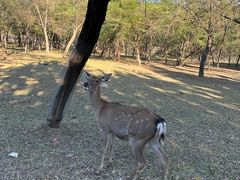 -秦皇岛野生动物园