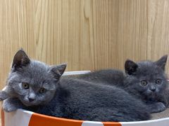 -屋虎猫馆(宝安大仟里店)