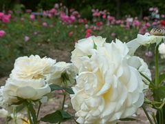 -森林公园(尖草坪区)