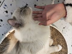 -喵喵咪呀布偶猫咖(春熙路店)