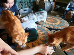 -猫猫幼稚园·撸猫·桌游·电玩