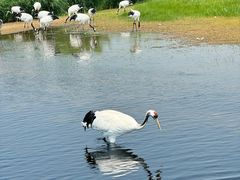-黑龙江扎龙生态旅游区