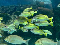 -上海海洋水族馆