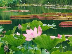 -国家植物园南园