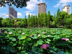 -陈家山荷花公园