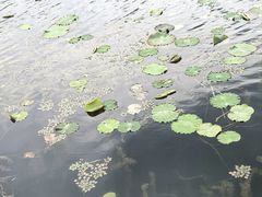 -新江湾城公园