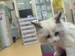 -瑞派天宁宠物医院·猫科·异宠中心