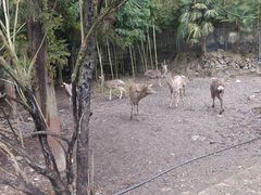 -鹿院坪生态旅游景区
