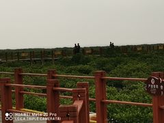 -北海金海湾红树林生态旅游区