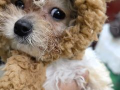 -帕帕拉兹宠物(亚洲旗舰店)