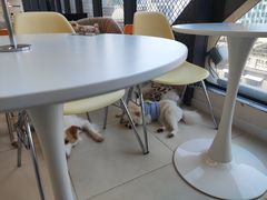 -怪兽屋·羊驼·猫咖·狗咖(俊华广场店)