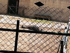 -青藏高原野生动物园