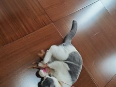 -lincat·猫舍(广州店)