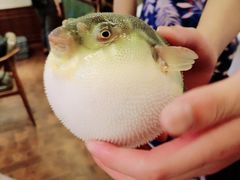 -肆月河豚·新淮扬(金融街店)