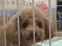 -诺比宠物医院心脏内科·泌尿肾内外科·骨科急重症