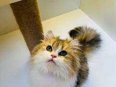 -十月米努特矮脚猫舍