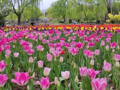 -石家庄市植物园