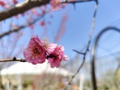 -合肥滨湖国家森林公园