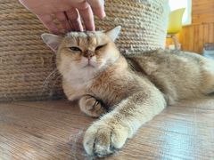 -猫的茶·猫咖