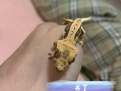 -酷以爬仙阁实体爬宠店·守宫·蜥蜴·专业繁育