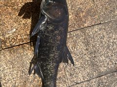 -好灶头妈妈菜·千岛湖土菜地标美食