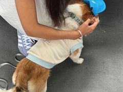 -帕帕拉兹宠物(亚洲旗舰店)