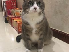 -艾贝尔宠物医院 ·内科全科(梁溪路店)