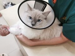 -瑞派康怡24h宠物医院·犬猫医疗中心·微创绝育(瑞景分院)