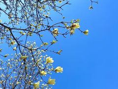 -三圣花乡旅游区