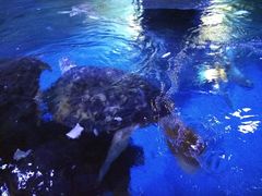 -烟台海昌鲸鲨海洋公园