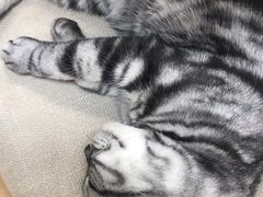 -猫和宫(六道口店)