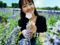 -北京东方普罗旺斯薰衣草庄园