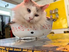 -平行世界·猫咖(首经贸店)