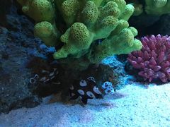 -暹罗海洋世界