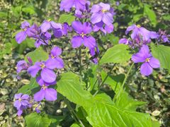 -上海吴淞炮台湾国家湿地公园