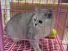 -翊宠yipet猫狗购宠庄园犬舍•猫舍