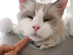 -共舞时光猫咖·狗咖(新街口店)