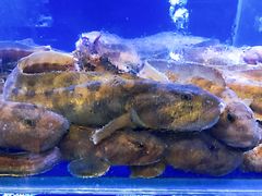 -新海渔港·胶东海鲜家常菜·家宴(奥体中心店)