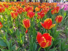 -长春公园(普阳街道)