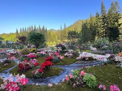-深圳仙湖植物园