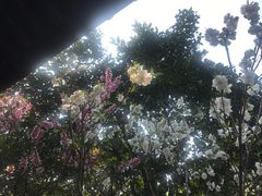 -南汇桃花村