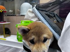 -BABIT巴比特宠物(MOMOPARK店)