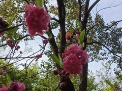 -昆山城市生态森林公园