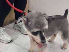 -安安宠医宠物医院·异宠·犬猫内科(岳阳分院)