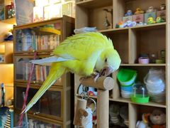 -深圳鸟咖鹦花岛
