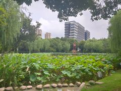 -陈家山荷花公园