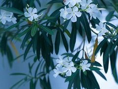 -国际非物质文化遗产博览园