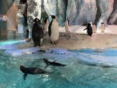 -帝企鹅自助餐厅•儿童岛•真企鹅(长隆企鹅酒店)