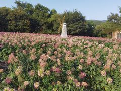 -玫瑰海岸文化旅游度假区